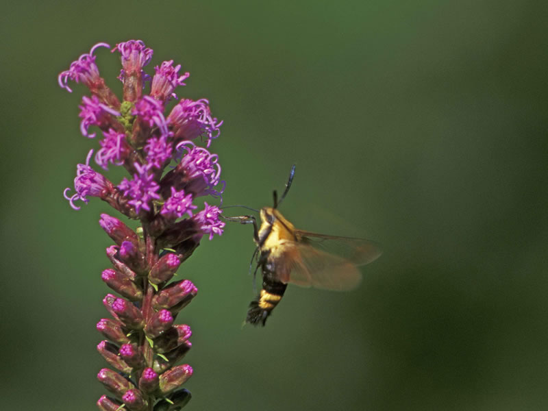 THIS MOTH FLIES LIKE A HUMMING BIRD 