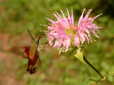 Hemaris thysbe nectaring on a beebalm.