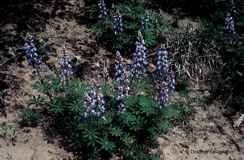 Karner Blue Butterfly & Wild Lupin Print 