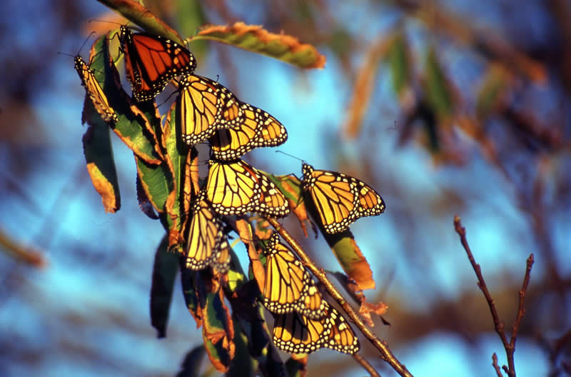 Monarch Butterfly - Danaus plexippus - NatureWorks