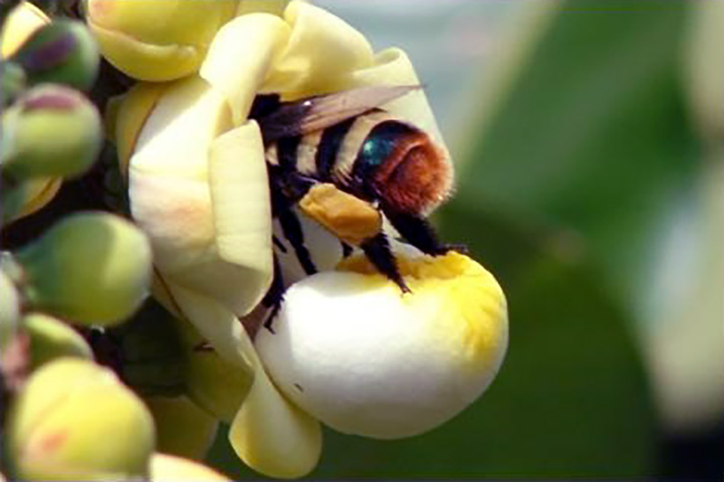 Orchid Bee Eulaema meriana