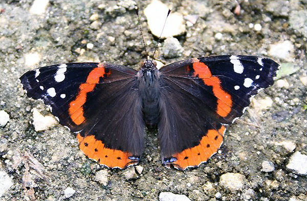 I was looking at pictures and I noticed that I had a picture of a butterfly  that alllllmost looked like a white admiral, but it had some…