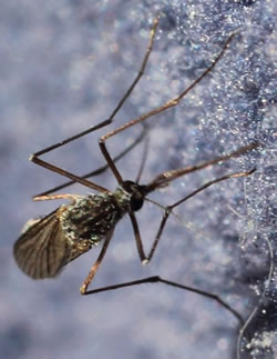 Aedes communis on a fleece.