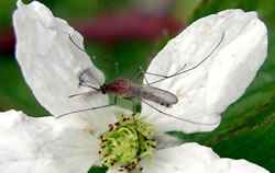Mosquito pollinating a flower.