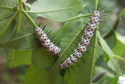 Two zebra longwing larvae on leaves.