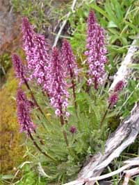 elephanthead lousewort.