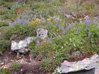 wildflowers along the Pacific Crest Trail at Hart's Pass.