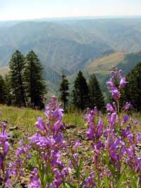 Venus penstemon viewed from the Hells Canyon Overlook.