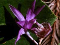 Calypso Orchid.