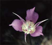 Sagebrush mariposa.
