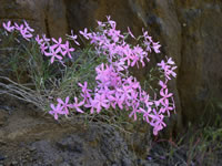 Snake River Phlox 
