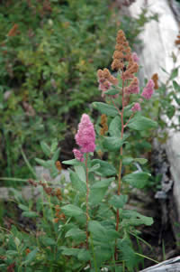Spiraea douglasii