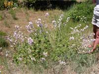 wild hollyhock.