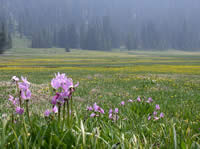 Jeffrey's shooting star in a meadow near Todd Lake.