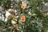 orange agoseris.