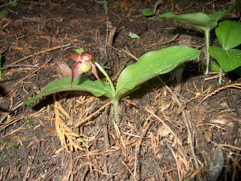 Clustered lady's slipper orchid, Cyprepedium fasciculatum.
