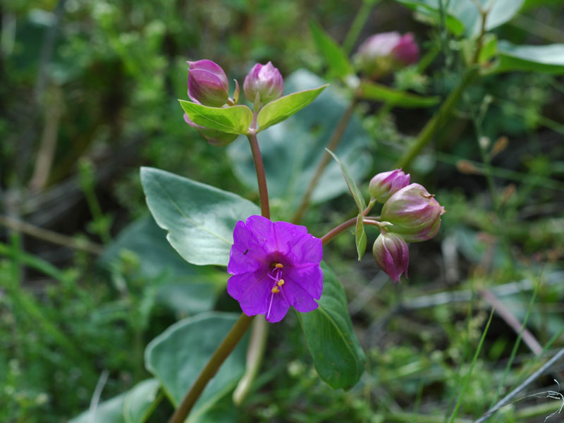 MacFarlane's four o'clock, Mirabilis macfarlane.