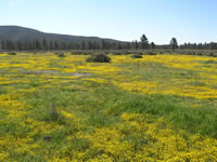Lasthenia californica.