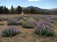 Lupinus formosus.