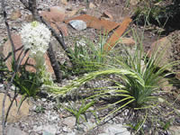 beargrass