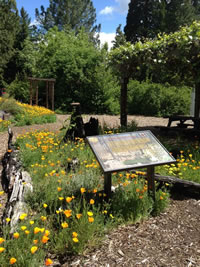 The fire-dependent garden bed.