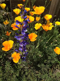 Showy  penstemon (Penstemon speciosus).