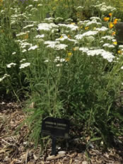 Plants in the garden are labeled with their common and  scientific names.