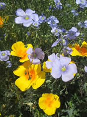 Western blue flax.