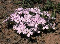 Hood's phlox.