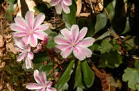 cliffmaids, Lewisia cotyledon.