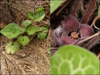 Two pictures of Hartweg's wild ginger.