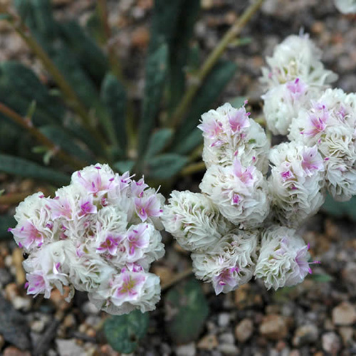 Cistanthe umbellate