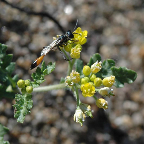 Thread-waisted wasp getting nectar from Tahoe yellow cress.
