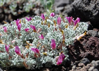 Astragalus purshii var. tinctus.