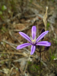 Purdy's brodiaea (Brodiaea purdyi)