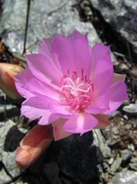 Bitter root (Lewisia rediviva).
