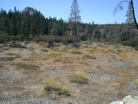 Tripod buckwheat area.