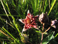 Marsh cinquefoil.