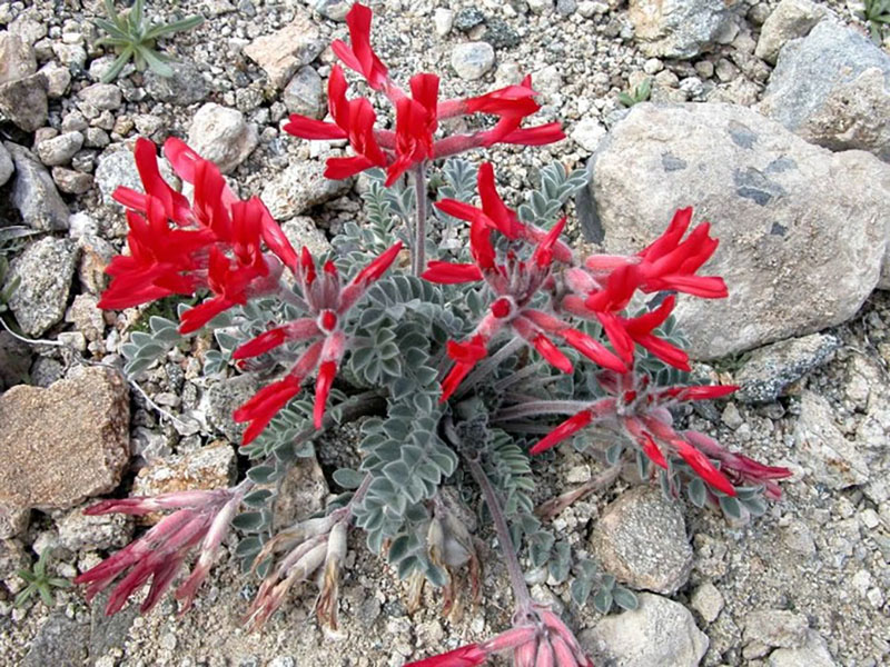 Scarlet milkvetch.
