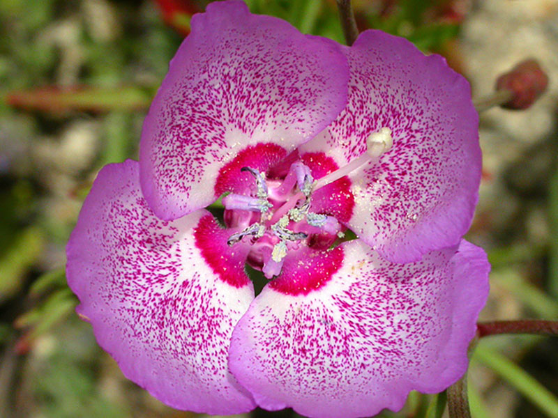 Speckled Clarkia.