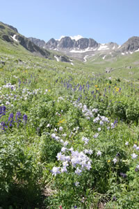 American Basin