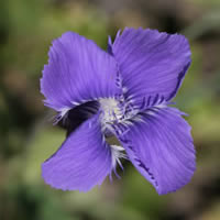 Fringed gentian