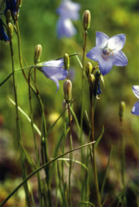 mountain harebell