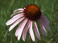 Purple coneflower