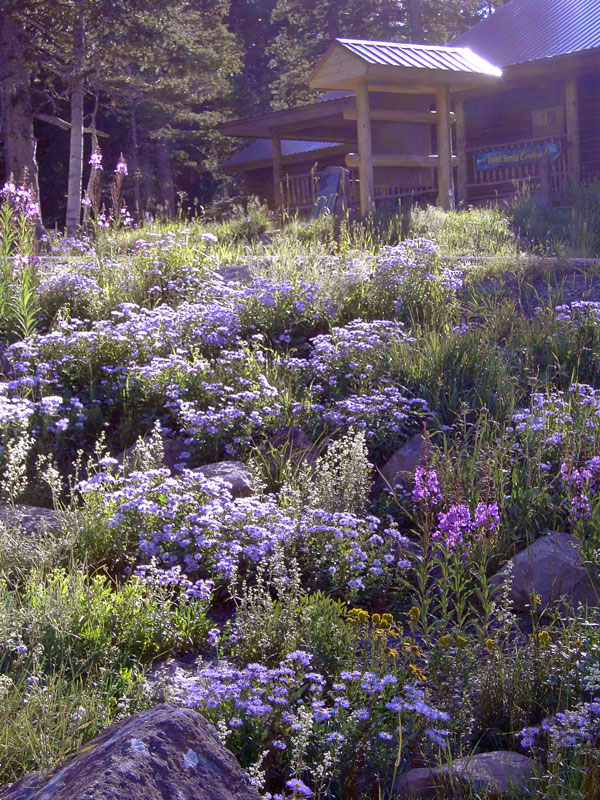 Wildflowers  Home & Garden Information Center