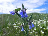 Mertensia lanceolata.