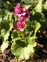 Telesonix jamesii.