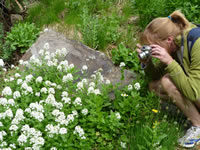 Cardamine cordifolia