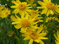 Helianthella quinquenervis