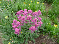 Castilleja rhexiifolia